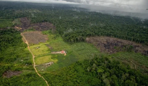 Congresso destina mais emendas para castrar pets do que para ambiente, inclusive na Amazônia