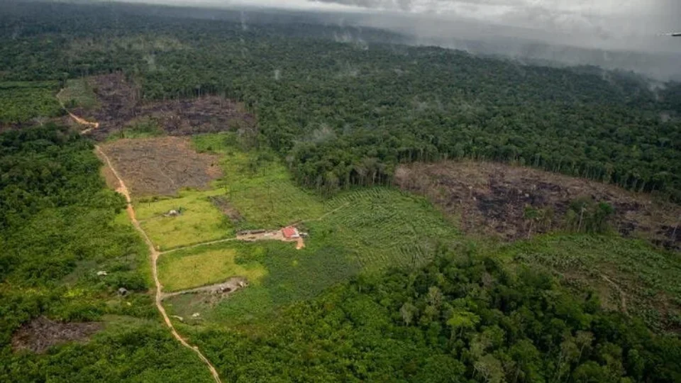 Congresso destina mais emendas para castrar pets do que para ambiente, inclusive na Amazônia