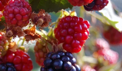 Veja a fruta que protege contra diabetes e envelhecimento, entre outros benefícios