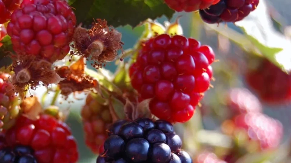 Veja a fruta que protege contra diabetes e envelhecimento, entre outros benefícios
