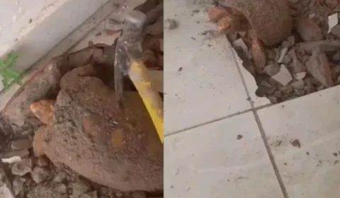 Jabuti resgatado após ficar preso embaixo de piso por anos está em quarentena