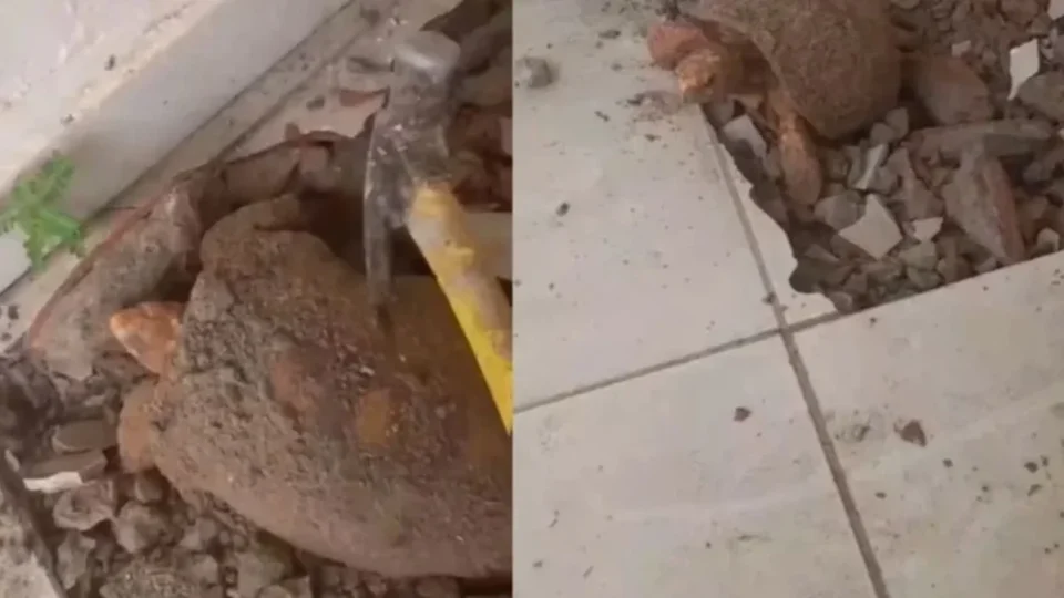 Jabuti resgatado após ficar preso embaixo de piso por anos está em quarentena
