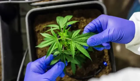 Porte de maconha: STF confirma decisão para uso pessoal