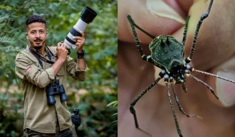 Fotógrafo descobre aracnídeo em MG e nova espécie é batizada com seu nome
