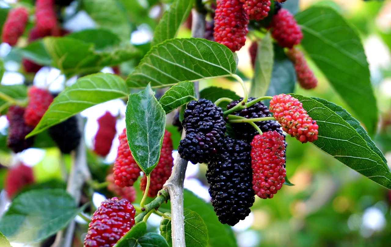 fruta