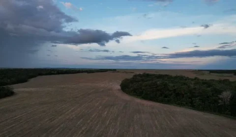 Fronteira agrícola do Matopiba concentra 82% do desmatamento do Cerrado em 2024