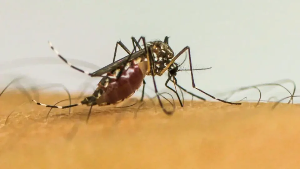 Dengue: SP ultrapassa marca de 100 mortes; São José do Rio Preto terá ajuda federal