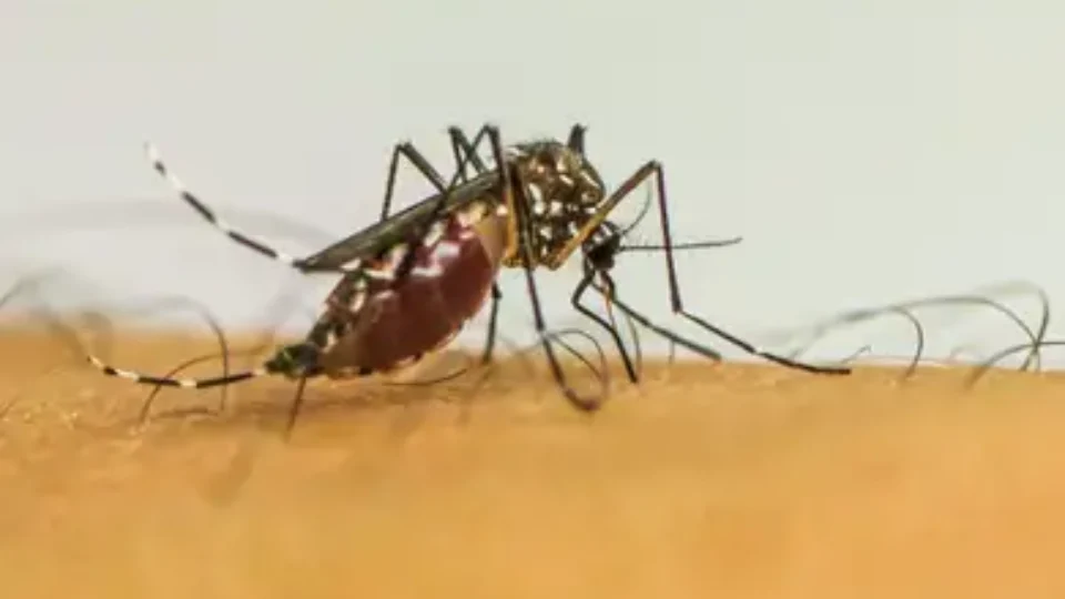 Campanha de mobilização contra dengue nas escolas começa nesta segunda