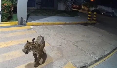 Vídeo mostra onça-pintada pulando contra portão para entrar em condomínio no MA