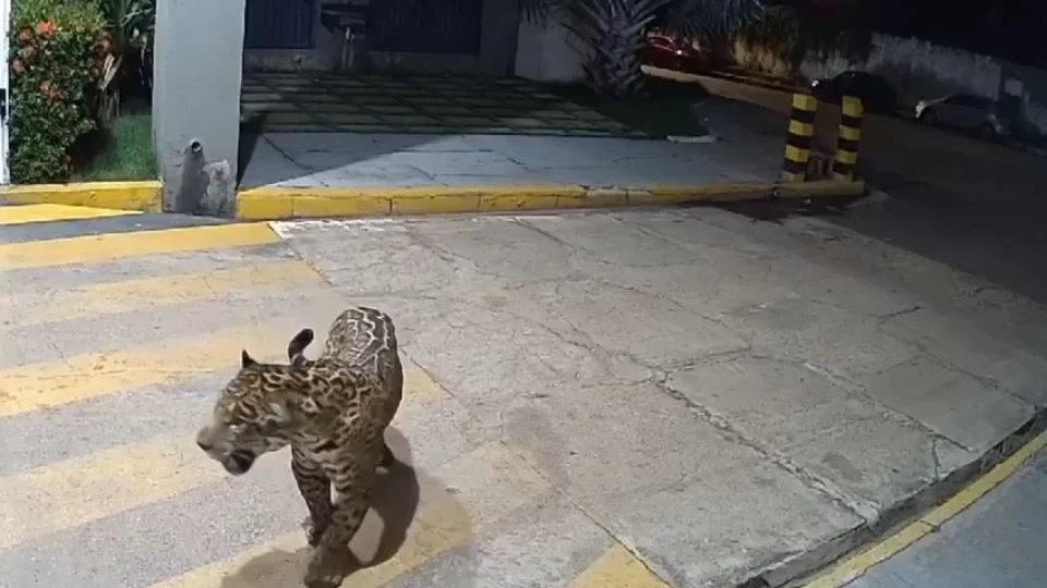 Vídeo mostra onça-pintada pulando contra portão para entrar em condomínio no MA