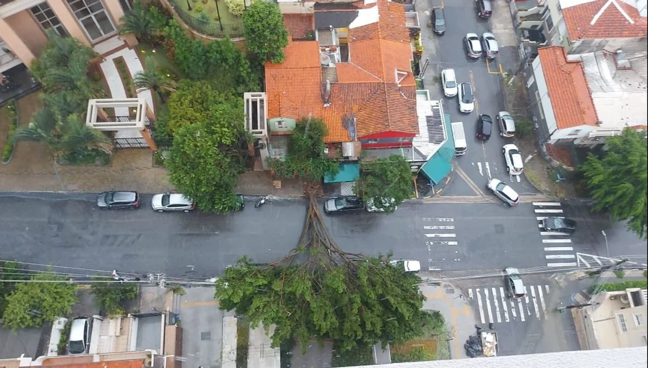 árvore chuva são paulo