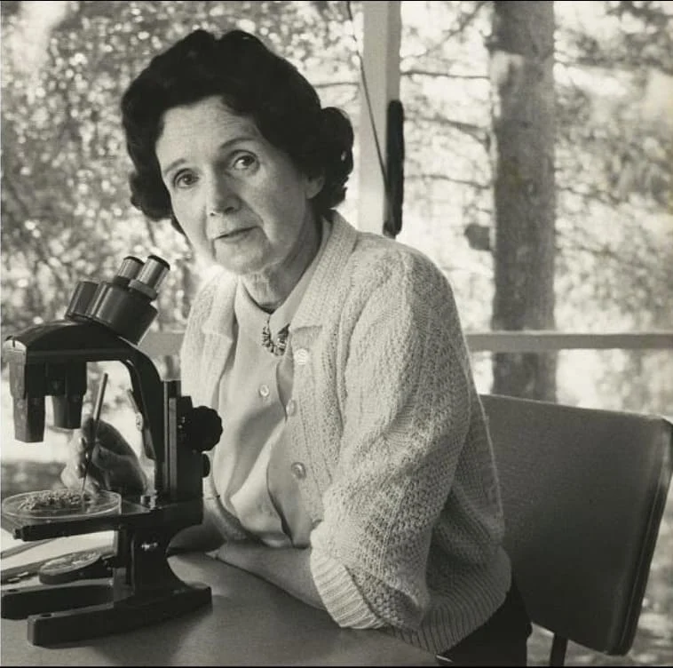 Rachel Carson foi uma bióloga americana conhecida por seus escritos sobre poluição ambiental e a história natural do mar. Imagem: reprodução.
