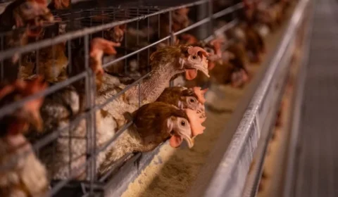 Gripe aviária: 16 países e UE suspendem compra de frango do Brasil; entenda as consequências