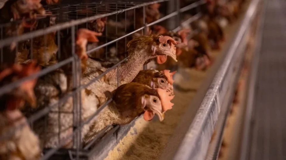 Gripe aviária: 16 países e UE suspendem compra de frango do Brasil; entenda as consequências