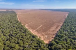 Ambientalistas denunciam novo tipo de licenciamento ambiental: ‘Desastres anunciados’