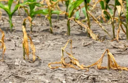 Amazonas decreta emergência em saúde por 180 dias após seca isolar 562 comunidades