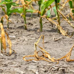 Amazonas decreta emergência em saúde por 180 dias após seca isolar 562 comunidades