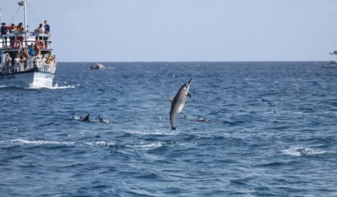 Golfinhos de Noronha mudam hábitos devido ao aumento de barcos e turistas