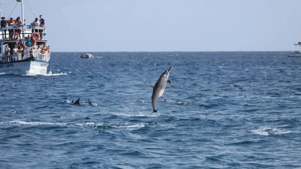 Golfinhos de Noronha mudam hábitos devido ao aumento de barcos e turistas