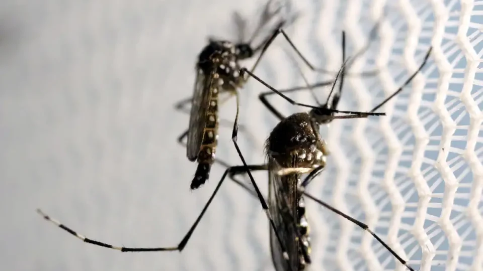 Dengue deve atingir 1,8 milhão de brasileiros em 2026 com metade das infecções em SP