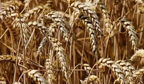 Organizações internacionais voltam a pedir proibição de trigo transgênico no Brasil