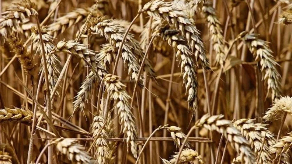 Organizações internacionais voltam a pedir proibição de trigo transgênico no Brasil