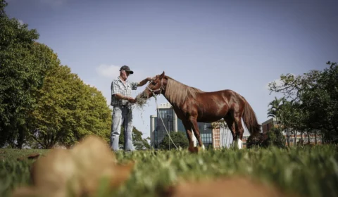 Cavalo Caramelo se recupera um ano após tragédia no RS, cães e gatos lotam abrigos