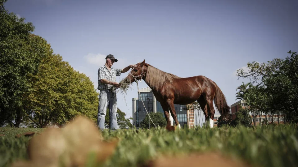 Cavalo Caramelo se recupera um ano após tragédia no RS, cães e gatos lotam abrigos