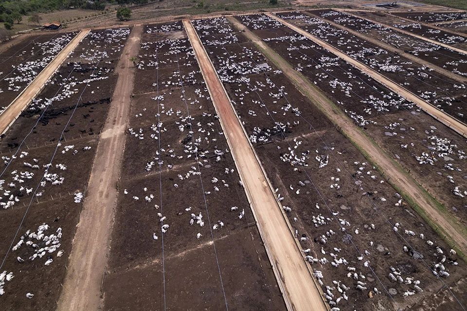 Imagem aérea de setembro de 2022 mostra confinamento de gado na região de Matupá, norte de Mato Grosso. Investigação mostra que fazendas regularizadas são usadas para escoar bois “ilegais” para JBS (Foto: Fernando Martinho/Repórter Brasil)