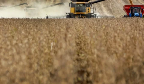 Soja será metade da safra recorde do Brasil em 2025; preço de alimentos não deve cair