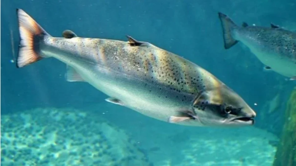 Poluição de remédios para ansiedade muda comportamento de peixes como o salmão