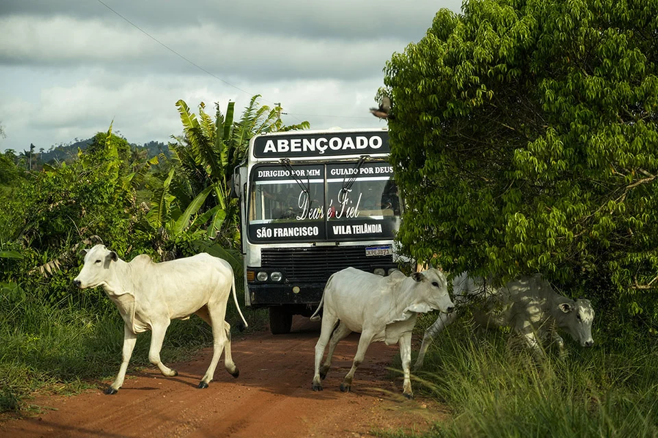 Nas bordas da Terra Indígena Apyterewa é muito comum a presença de animais pastando ou em trânsito (Foto: Fernando Martinho/Repórter Brasil/16.12.2024)