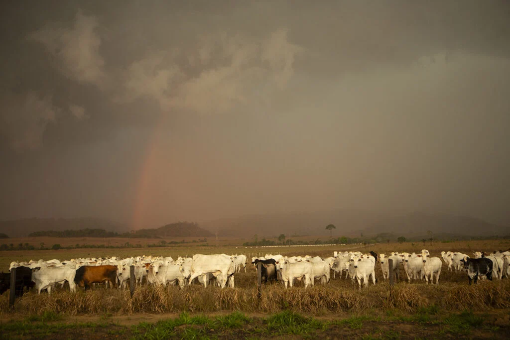 Tempestade em fazenda de gado na margem da BR-163, próximo ao distrito de Castelo dos Sonhos, em Altamira (PA) (Foto: Fernando Martinho/Repórter Brasil/30.09.2019)