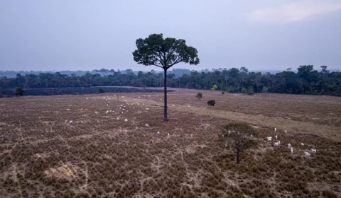 ‘Para inglês ver’: pecuaristas desmentem a ‘revolução verde’ da JBS