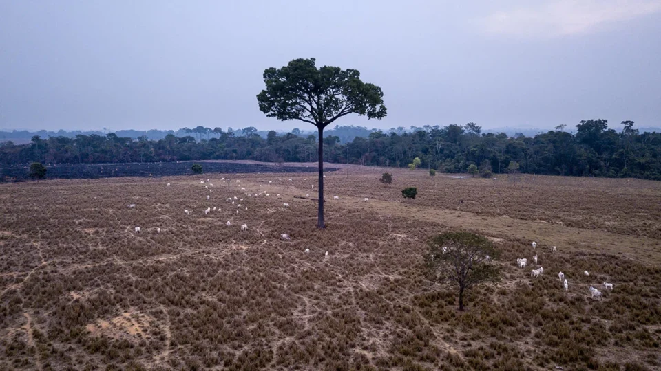 ‘Para inglês ver’: pecuaristas desmentem a ‘revolução verde’ da JBS