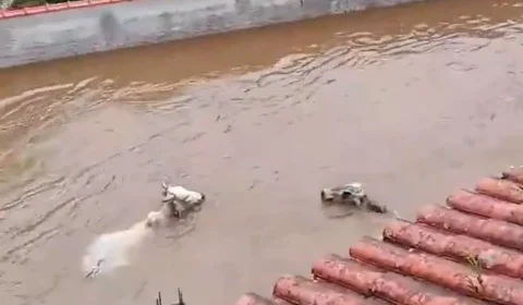Vídeos mostram vacas sendo arrastadas por enchente no RJ