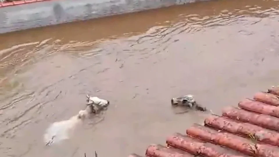 Vídeos mostram vacas sendo arrastadas por enchente no RJ