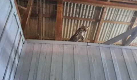 Ibama resgata jaguatirica usada como tiktoker em fazenda no Pará