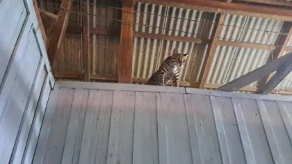 Ibama resgata jaguatirica usada como tiktoker em fazenda no Pará