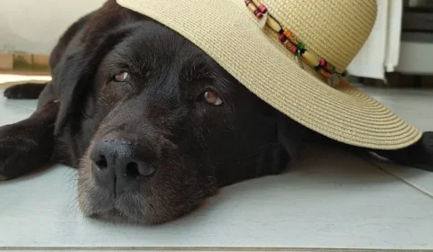 Governo Lula cria ‘RG Animal’ para cães e gatos; saiba como fazer