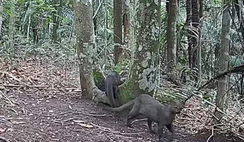 Em imagem rara, Eduardo Moreira grava jaguarundi na mata de SP