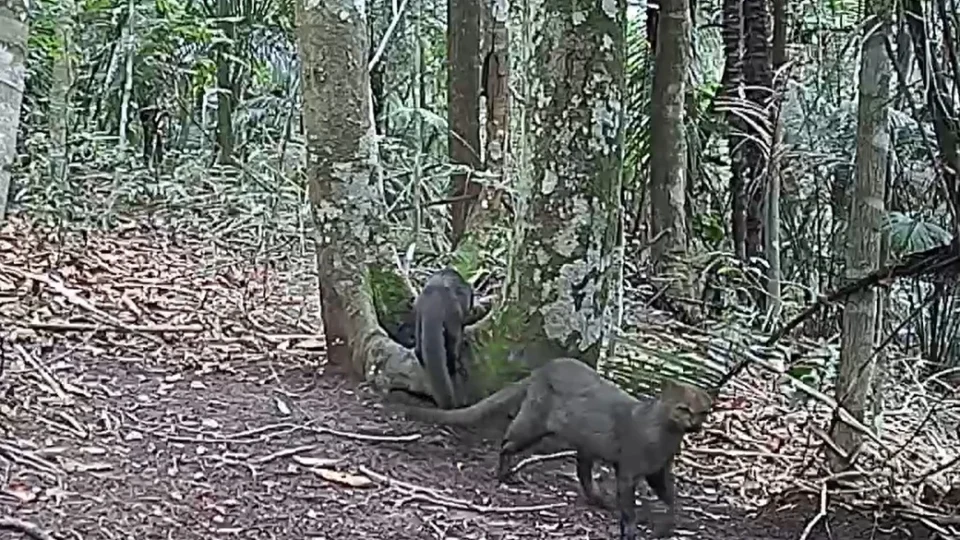 Em imagem rara, Eduardo Moreira grava jaguarundi na mata de SP