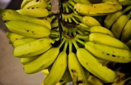 Banana e batata-doce podem ajudar a reduzir pressão arterial, aponta estudo