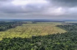 Desmatamento na Amazônia cresce e acende alerta para fiscalização