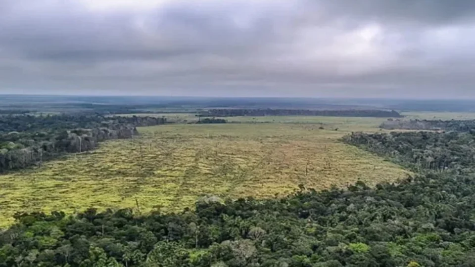 Desmatamento na Amazônia cresce e acende alerta para fiscalização