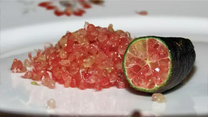 limão caviar