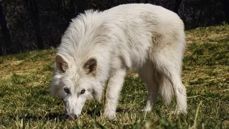 lobo