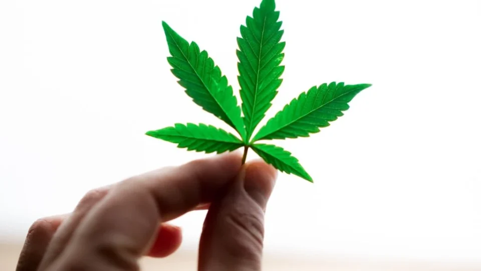 Flagrado com até 40g de maconha terá um mês para ir a centro de atendimento