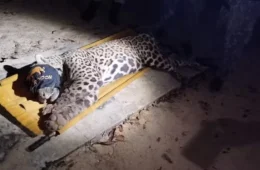 Onça-pintada que matou caseiro no Pantanal é capturada e levada para reabilitação