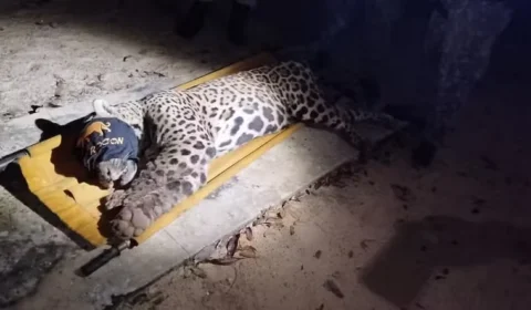 Onça-pintada que matou caseiro no Pantanal é capturada e levada para reabilitação